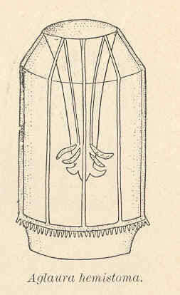 Слика од Trachymedusae Haeckel 1866