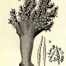 Image of Octocorallia Haeckel 1866