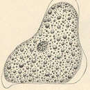 Image of Amoeba Bory de St. Vincent 1822