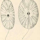 Image of <i>Amphidinium operculatum</i> Claparède & Lachmann 1859