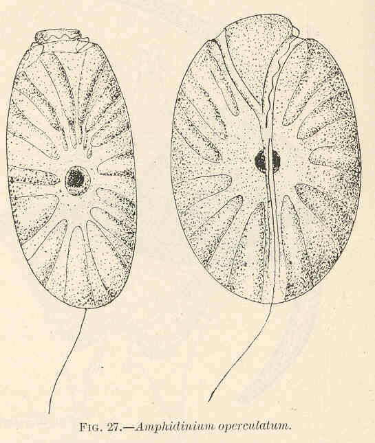 Image of <i>Amphidinium operculatum</i> Claparède & Lachmann 1859