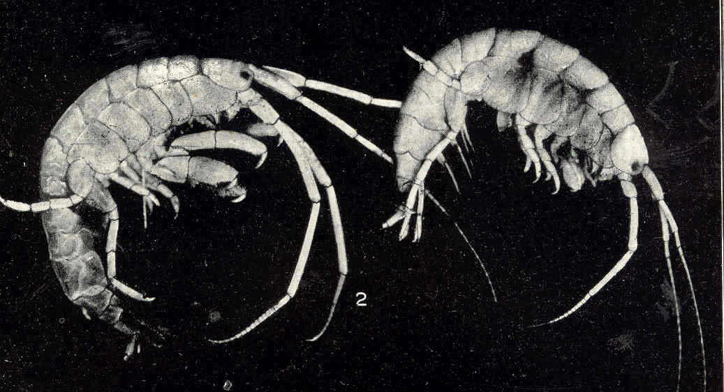 Image of Corophioidea Leach 1814