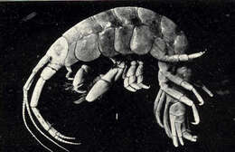 Image of Corophioidea Leach 1814