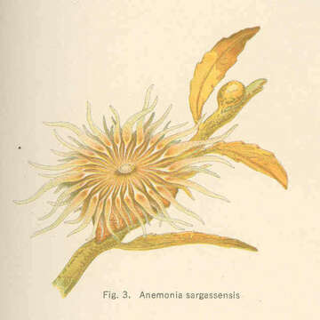 Image de Anemonia Risso 1826