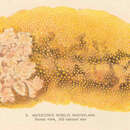 Plancia ëd Peltodoris nobilis (MacFarland 1905)