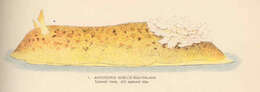 Plancia ëd Peltodoris Bergh 1880
