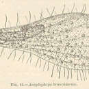 Anoplophrya von Stein 1860的圖片