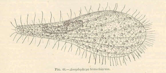 Image de Astomatida