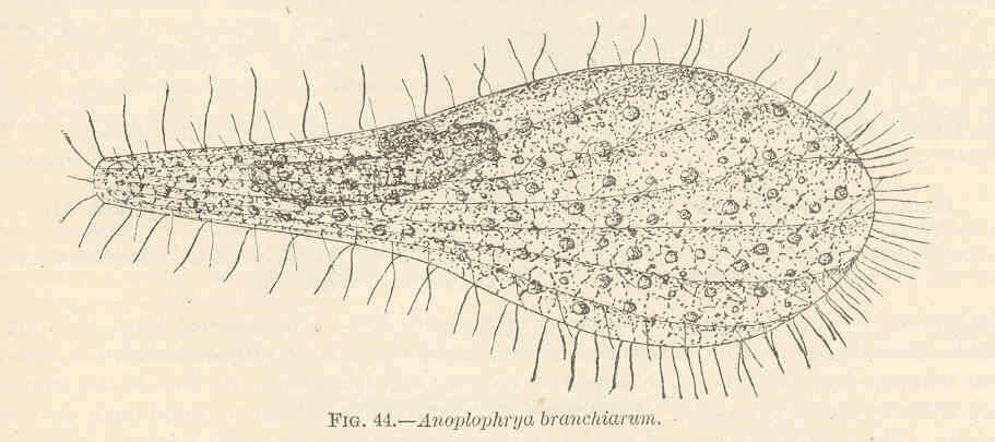 Image de Anoplophryidae