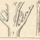 Слика од Nemertesia americana (Nutting 1900)