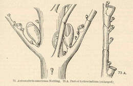 Image of Plumularioidea McCrady 1859