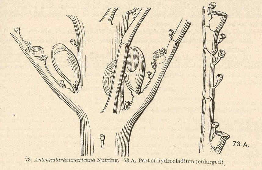 صورة Plumularioidea McCrady 1859