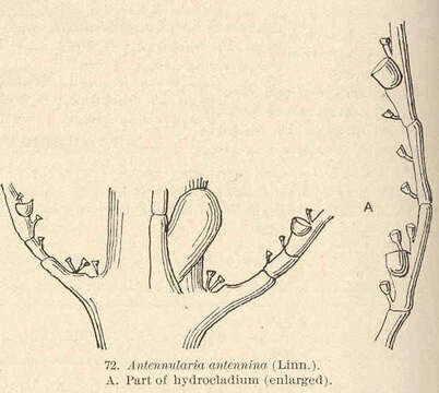 Imagem de Nemertesia Lamouroux 1812