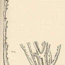 Image of Nemertesia rugosa (Nutting 1900)