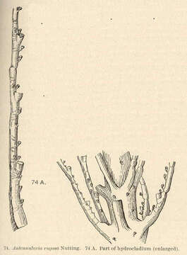 Image of Plumularioidea McCrady 1859