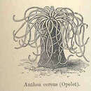 Image of Anemonia sulcata (Pennant 1777)