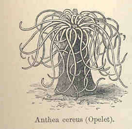 Image de Anemonia Risso 1826