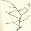 Image of Antipathes arborea Dana 1846