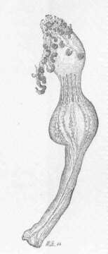 Image de Apolemiidae Huxley 1859