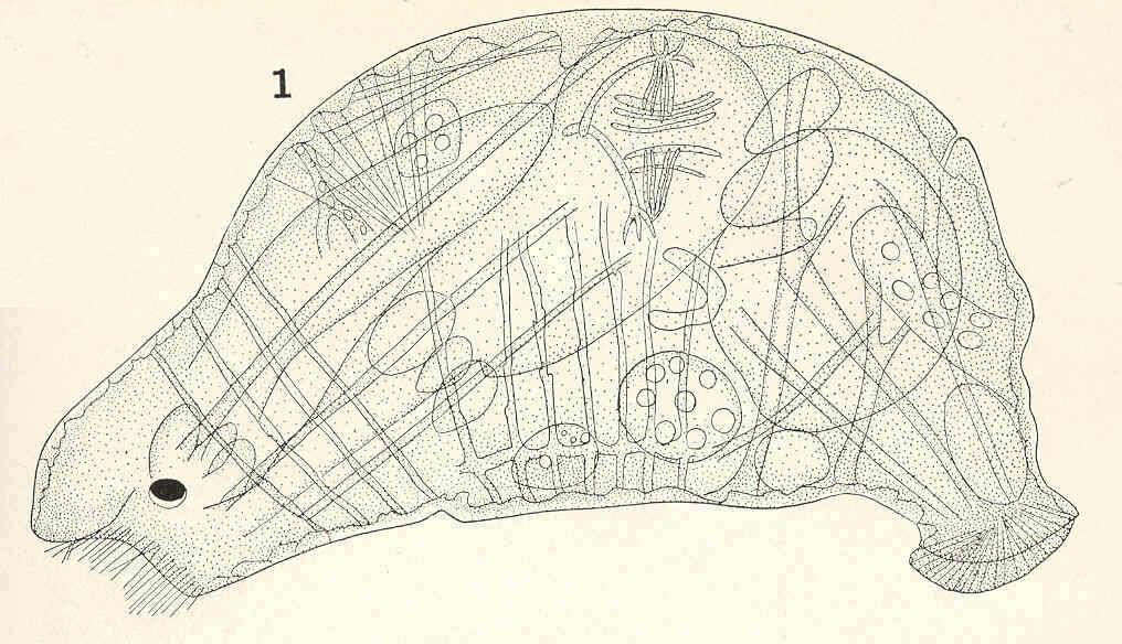 Image of Apsilus