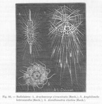Image of radiolarians