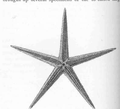 Image of Archasteridae Viguier 1879