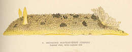 Imagem de Dorididae Rafinesque 1815