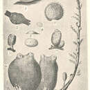 Image de Ascidia callosa Stimpson 1852