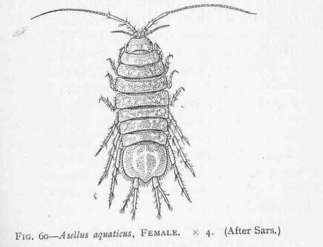 Image of Asellus Geoffroy 1762
