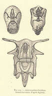 Image of Asterias Linnaeus 1758