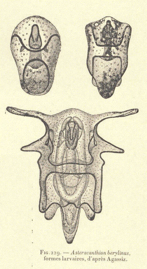 Image de Asterias Linnaeus 1758