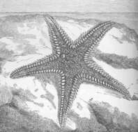 Sivun Astropectinidae Gray 1840 kuva