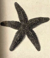 Image de Asterias Linnaeus 1758