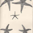 Plancia ëd Leptasterias tenera (Stimpson 1862)