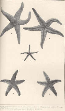 Image of Forcipulatida Perrier 1884