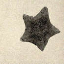Imagem de Patiria miniata (Brandt 1835)