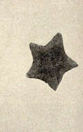 Image of Patiria Gray 1840