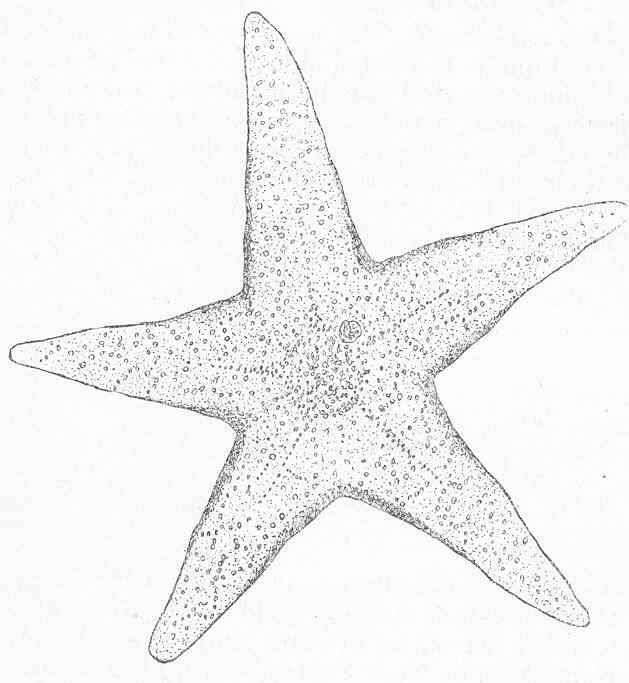 Image of "Starfish, brittle stars, and basket stars"