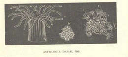 Image of Rhizangiidae d'Orbigny 1851