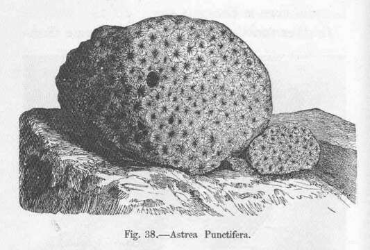 Image of Merulinidae Verrill 1865