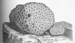 صورة Merulinidae Verrill 1865