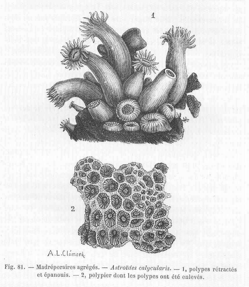 Image of Astroides Quoy & Gaimard 1827