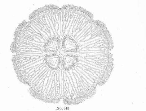 Слика од Ulmaridae Haeckel 1880