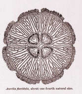 Image of Ulmaridae Haeckel 1880