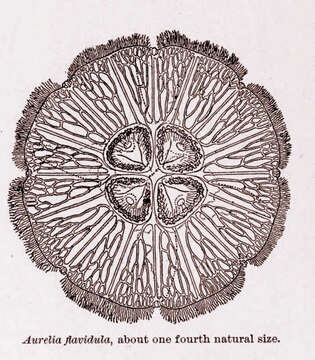 Слика од Ulmaridae Haeckel 1880