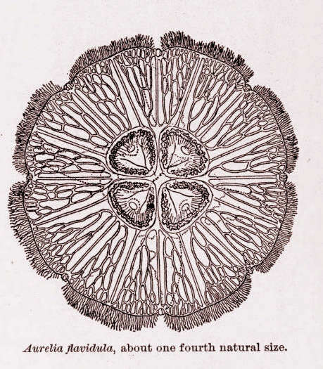 Imagem de Ulmaridae Haeckel 1880