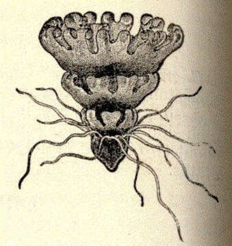 Слика од Ulmaridae Haeckel 1880