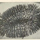 Image of Raspailia (Raspaxilla) acanthifera (George & Wilson 1919)
