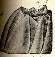 Sivun Sessilia Lamarck 1818 kuva