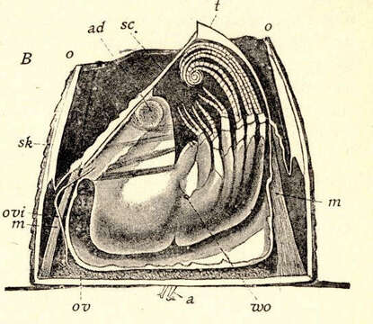 Image of acorn barnacles